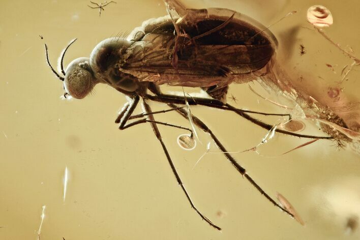 Fossil Wood Gnat (Anisopodidae) in Baltic Amber - Rare! #315571